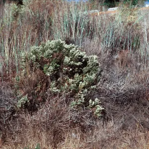 Baccharis