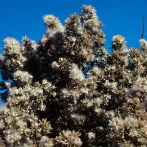 Baccharis
