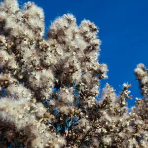 Baccharis