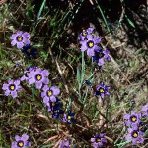 Blue-eyed Grass