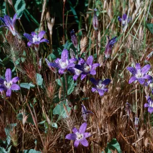 Brodiae terrestris