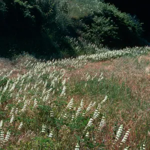 Lupinus densiflorus
