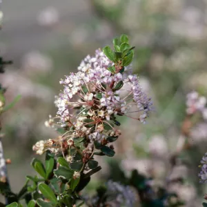 Ceanothus cuneatus