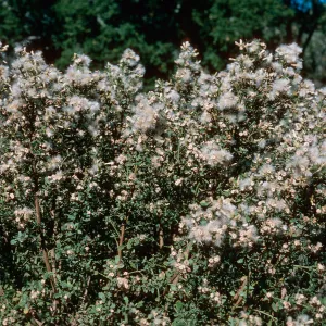 Coyote Bush â™€