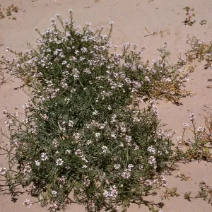 Cakilie maritima