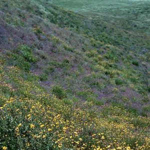 Encelia 