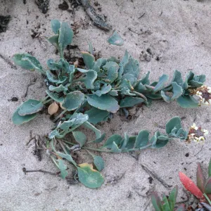 Dithyrea maritima