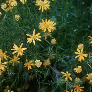 Haplopappus linearifolius
