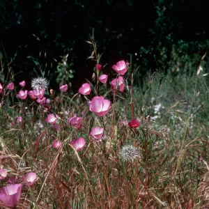 Clarkia