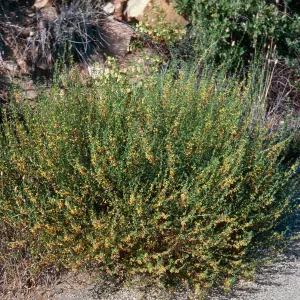 Deerweed