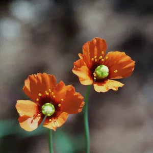 Wind Poppy
