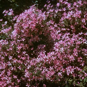 Phlox