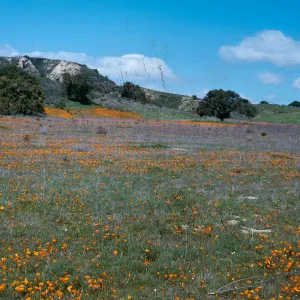 Poppy