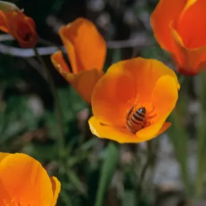 Poppy