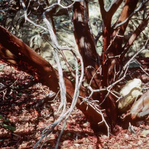 Arctostaphylos glauca