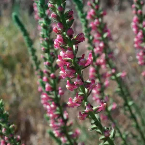 Antirrhinum glandulosum