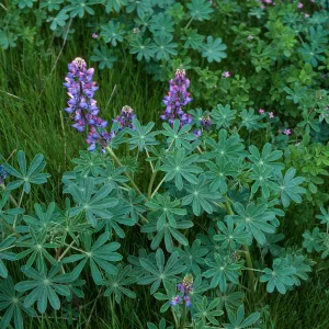 Lupine