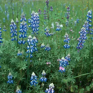 Lupine, Lopez