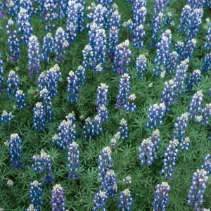 Lupine, Lopez