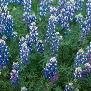 Lupine, Lopez