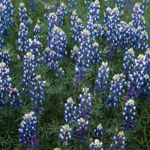 Lupine, Lopez