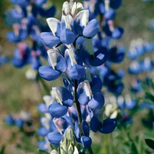 Lupinus nanus