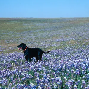 Lupinus (Lupine)