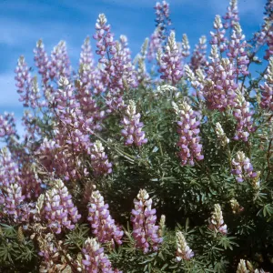 Lupinus (Lupine), Jalama ?