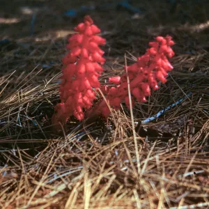 Snow Plant