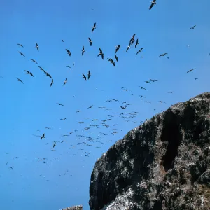 Anacapa Island