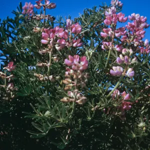 Lupinus arbustus, Jalama Beach