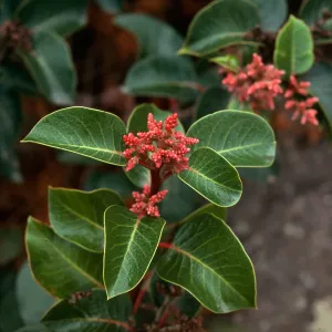 Rhus ovata
