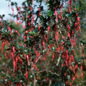 Ribes speciosum, Cat Canyon