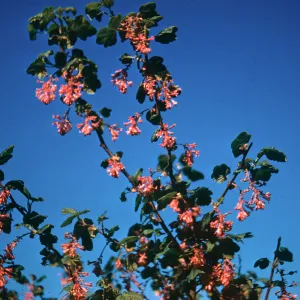 Ribes (Currant, Gooseberry )
