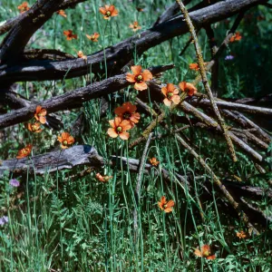 Wind Poppy
