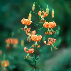 Tiger Lily