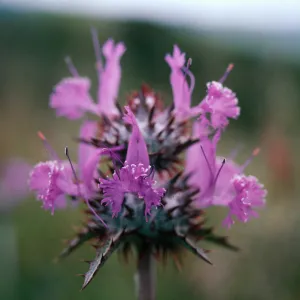 Thistle Sage