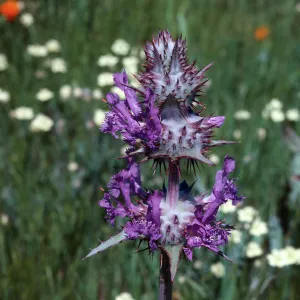 Thistle Sage, Sainz