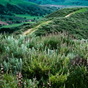 Black Sage