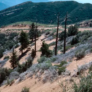 Monte Arido, Sugar Pines