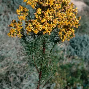 Senecio blochmaniae