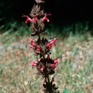 Salvia spathacea (California Hummingbird Sage)