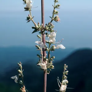 Salvia apiana (White Sage)