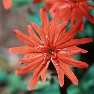 Silene