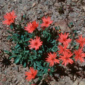 Silene