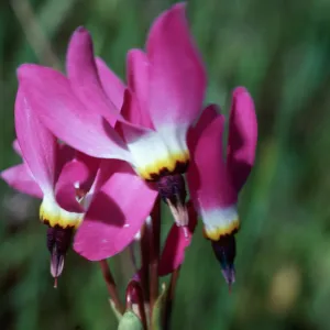 Shooting stars, Sainz Ranch