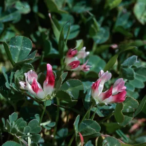 Trifolium ligusticum ?