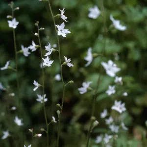 Woodland Star, Lopez