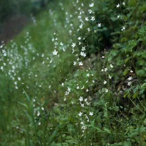 Woodland Star, Lopez