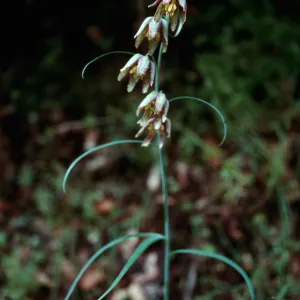 Fritillaria viridea, Old Creek, San Luis Obispo County